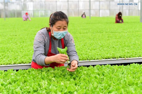 Lettuce Planting Base in Guizhou Busy to Meet Market Demand